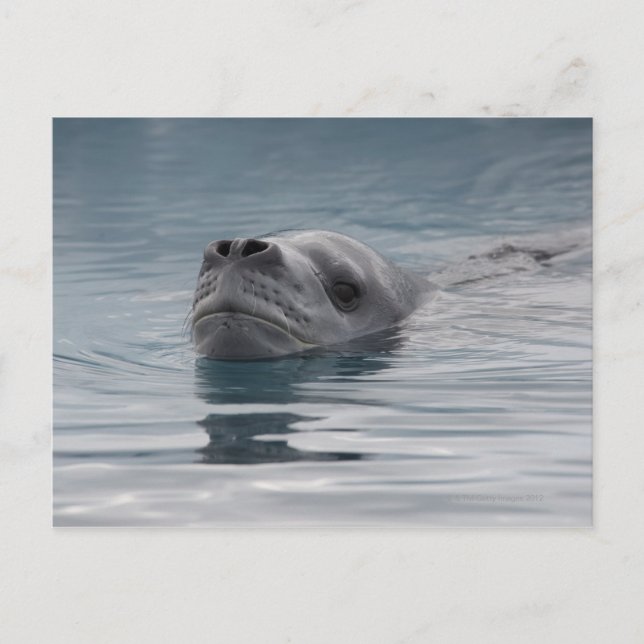 Carte Postale léopard de phoque qui nage (Devant)