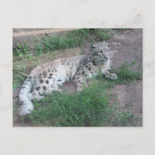 Carte Postale Léopard des neiges