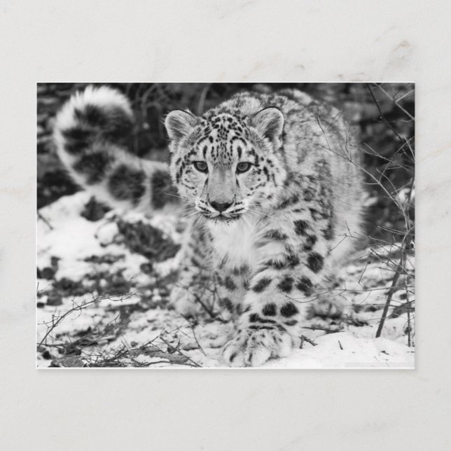 Carte Postale Léopard des neiges (Devant)