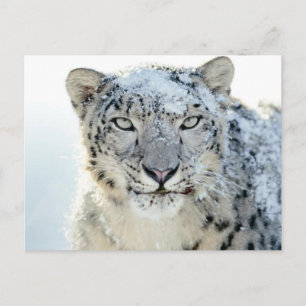Carte postale - Léopard des neiges