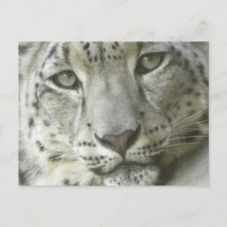 Carte postale léopard des neiges