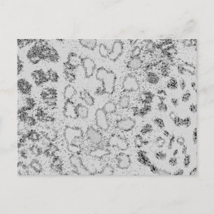 Carte Postale Léopard des neiges