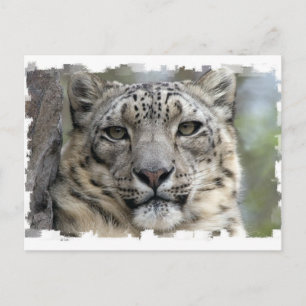 Carte postale léopard des neiges