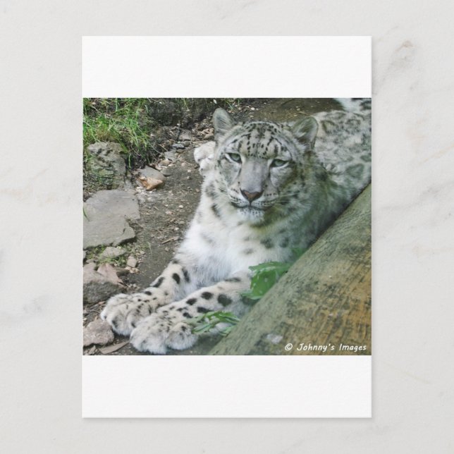 Carte Postale Léopard des neiges 1 (Devant)