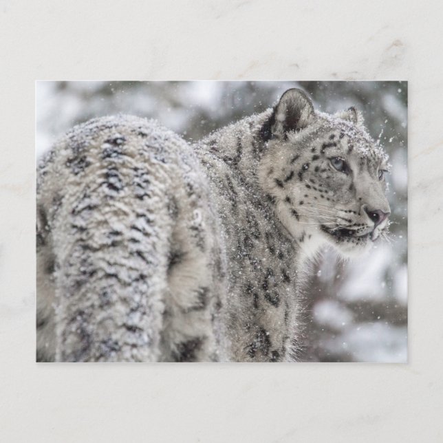 Carte Postale Leopard des neiges debout dans la neige (Devant)