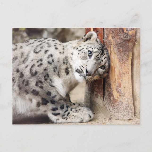 Carte Postale Léopard des neiges Félin sauvage (Devant)