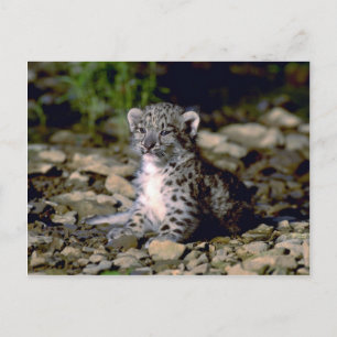 Carte Postale Léopard des neiges, jeune bébé
