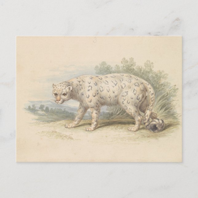 Carte Postale Leopard des neiges par Charles Hamilton Smith (Devant)
