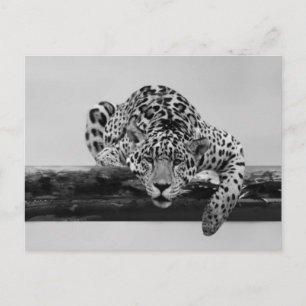 Carte Postale Leopard en noir et blanc