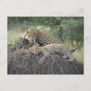 Carte Postale Leopard Et Cub Se Reposant Sur De L'Herbe Séchée