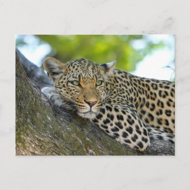 Carte Postale Léopard Fatigué allongé Sur Une Branche D'Arbre (Devant)