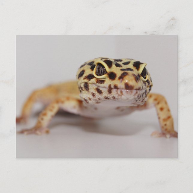 Carte postale Leopard Gecko (Devant)