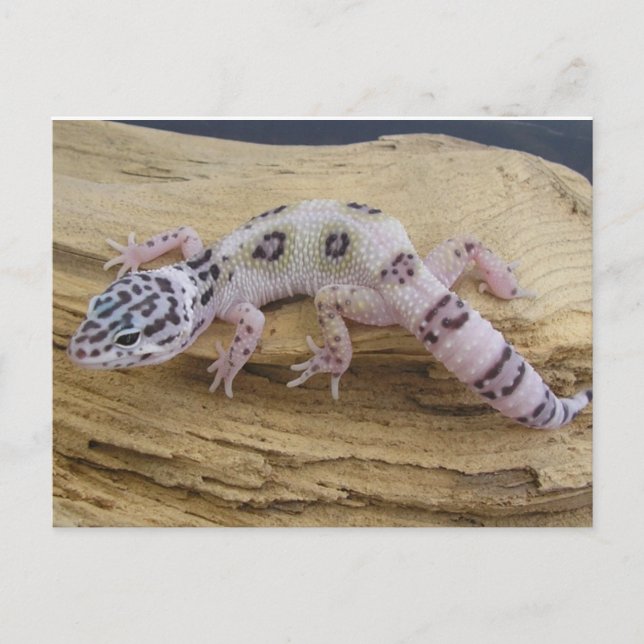 Carte postale Leopard Gecko (Devant)