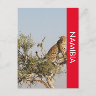 Carte postale Leopard, Namibie