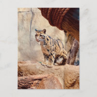 léopard nébuleux image nature faune exotique