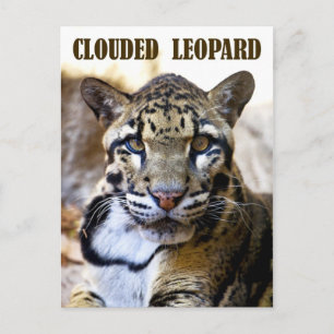 Carte Postale Léopard obscurci