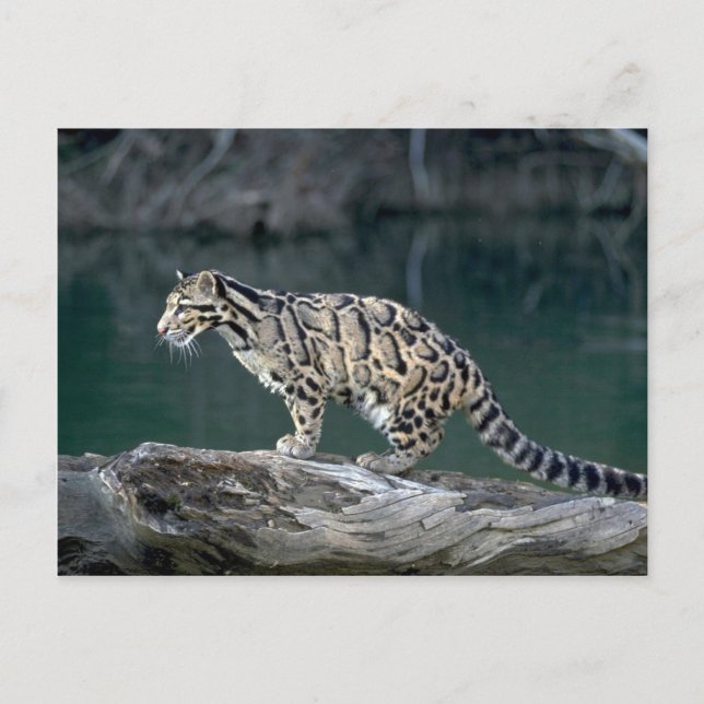 Carte Postale Léopard obscurci (Devant)