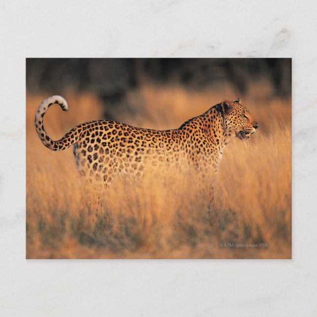 Carte Postale Léopard (Panthera pardus) (Devant)