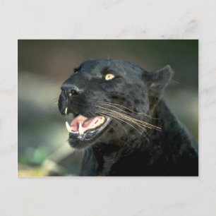 Carte Postale Leopard, phase noire