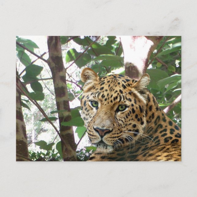 Carte postale Leopard Photo (Devant)