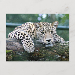 Carte Postale Leopard sur un carnet