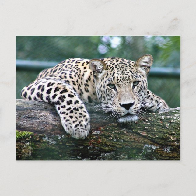 Carte Postale Leopard sur un carnet (Devant)