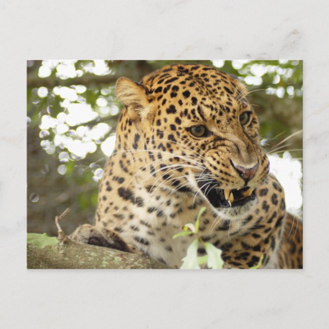Carte Postale LeopardCheetaro010 (Devant)