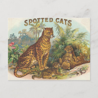 Carte Postale Léopards