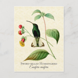 Carte Postale L'épée à la facture de colibri Art Vintage