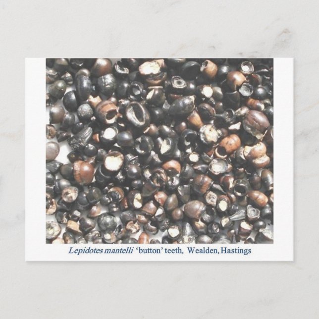 Carte Postale Lepidotes broyant les dents fossiles (Devant)