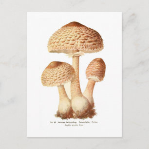 Carte Postale Lepiota procera