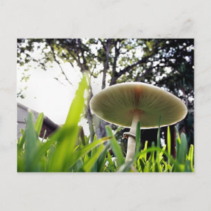 Carte postale Lepiota Sportif Vert