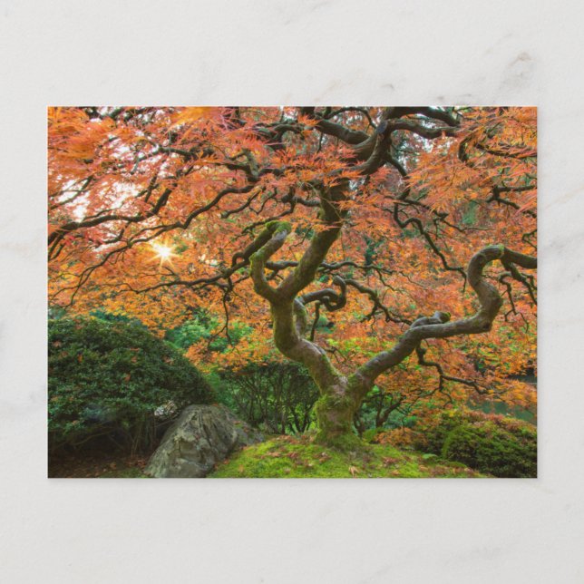 Carte Postale L'Érable Dans Les Jardins Japonais En Automne (Devant)