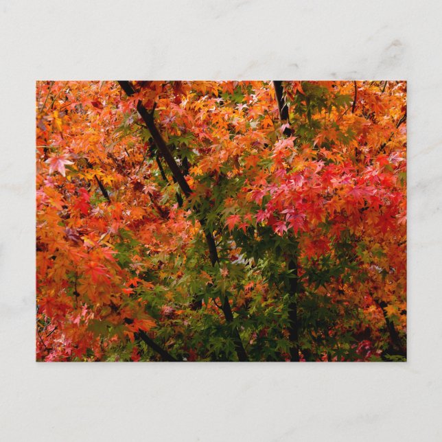 Carte Postale L'érable japonais à l'automne (Devant)