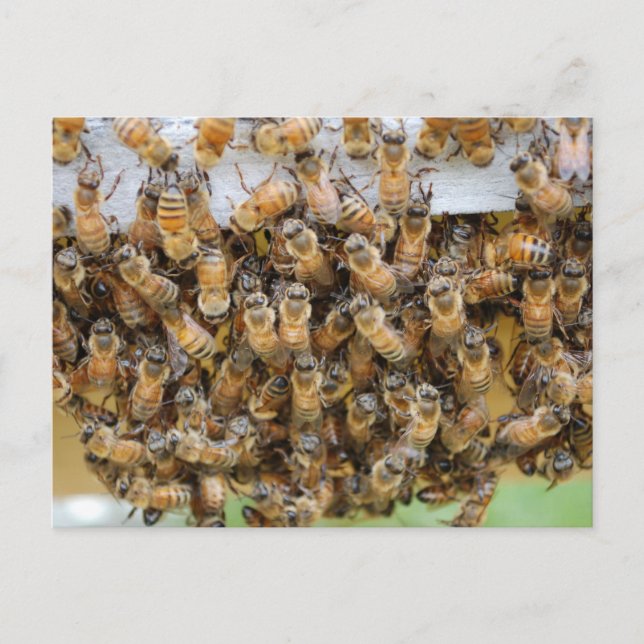 Carte Postale Les abeilles ! (Devant)