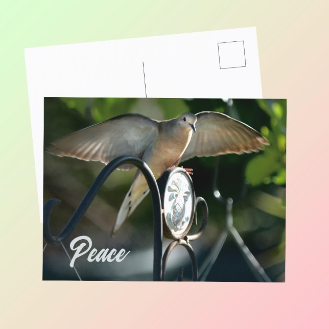 Carte Postale Les ailes de la colombe propagent la photo de paix (Créateur téléchargé)