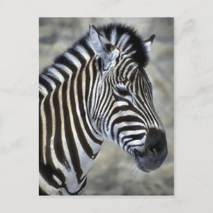 Carte Postale Les amateurs d'art Zebra