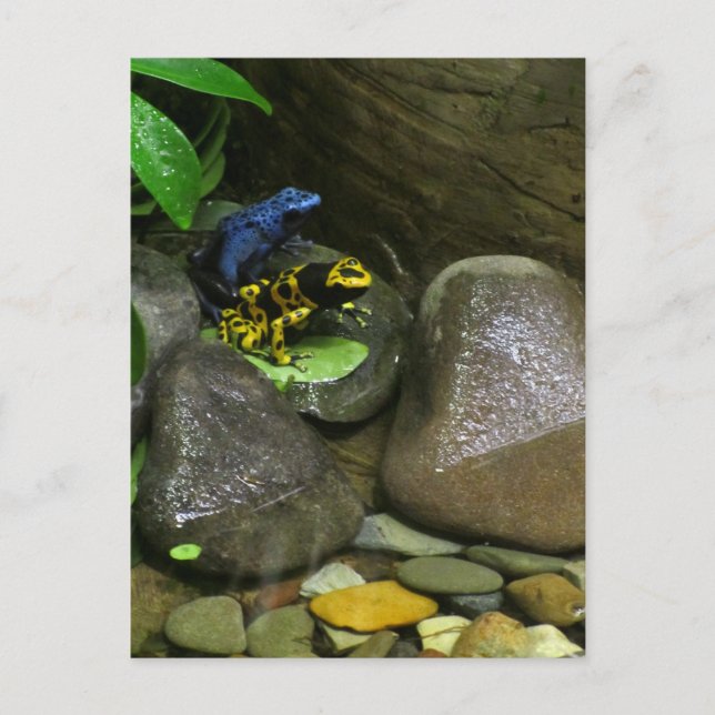 Carte Postale Les amis de la grenouille (Devant)