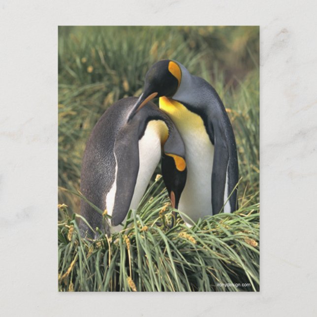 Carte Postale Les amoureux des pingouins (Devant)