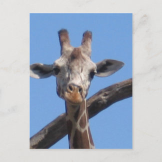 Carte Postale Les animaux naturels rochers