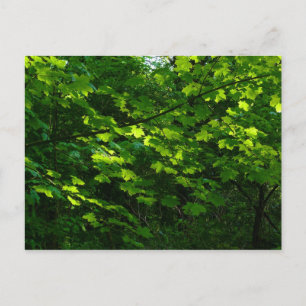 Carte Postale Les arbres au printemps. Bute Park, Cardiff. Pays 