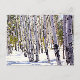 Carte Postale Les arbres d'Aspen dans la forêt