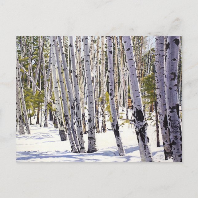 Carte Postale Les arbres d'Aspen dans la forêt (Devant)