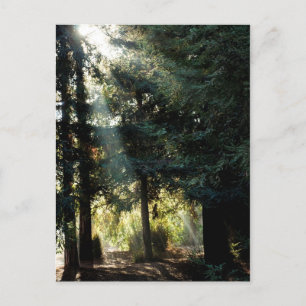 Carte Postale Les Arbres De Redwood Le Matin