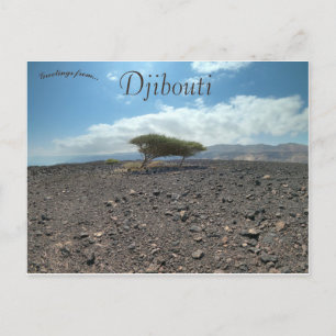 Carte Postale Les arbres en pleine nature à Djibouti
