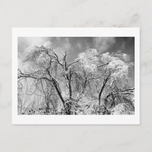 Carte Postale les arbres l'hiver