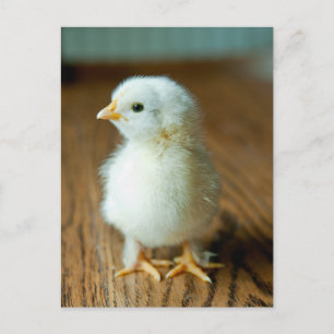 Carte Postale Les bébés animaux les plus mignons Bébé poussin