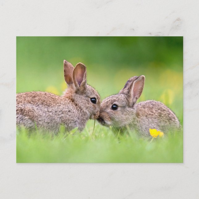 Carte Postale Les bébés animaux les plus mignons | Bisou de lapi (Devant)