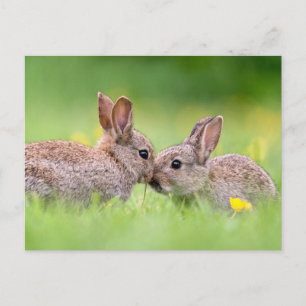 Carte Postale Les bébés animaux les plus mignons Bisou de lapi