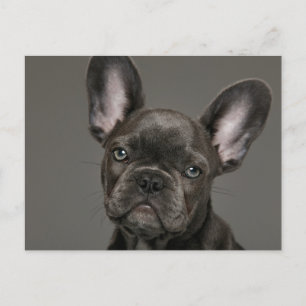 Carte Postale Les bébés animaux les plus mignons Bouledogue Fr
